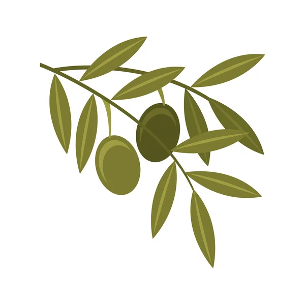 Olive seeds plant icon — Stock Vector