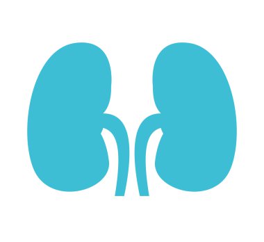 böbrek organ insan izole simgesi