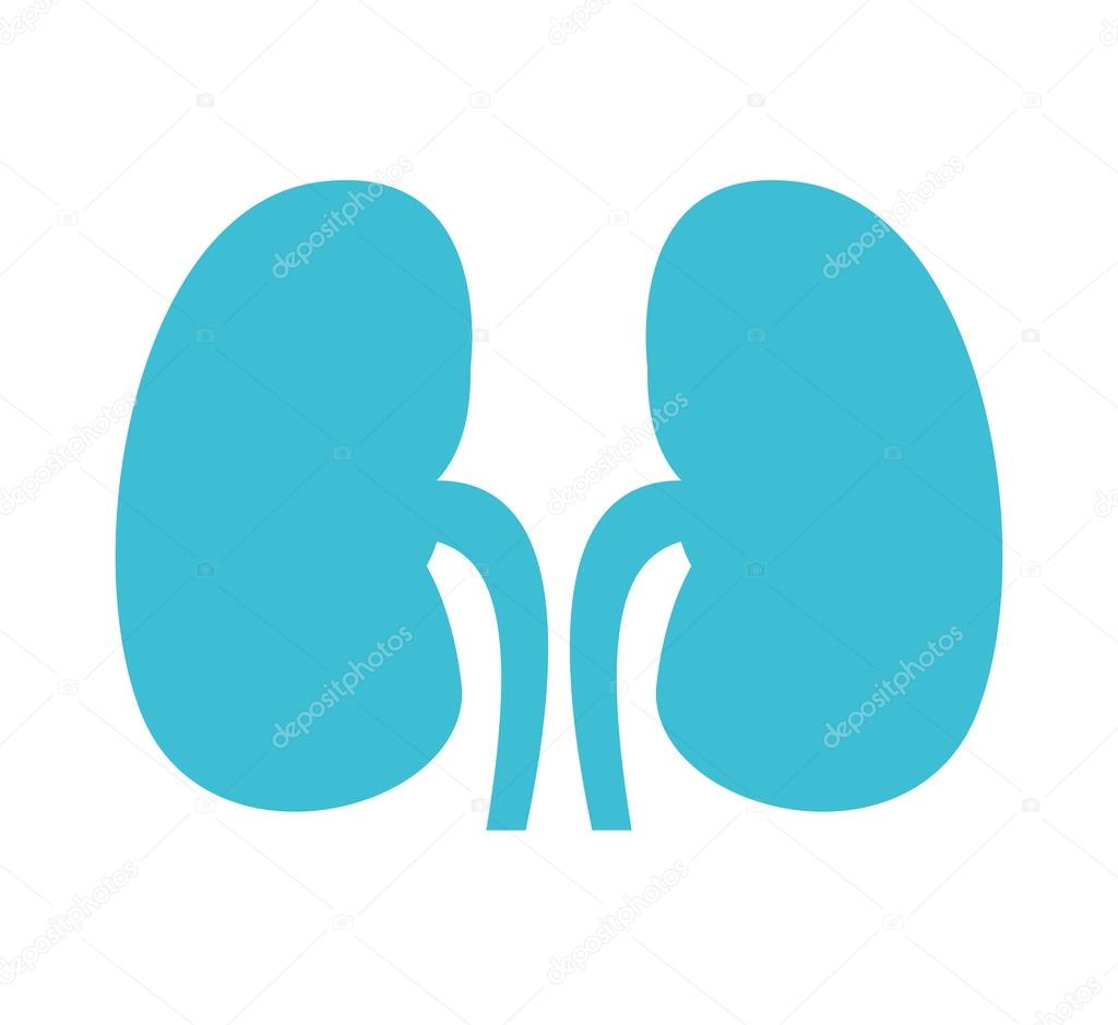 Disegno di illustrazione vettoriale di reni organo umano icona isolata — Vettoriali di yupiramos