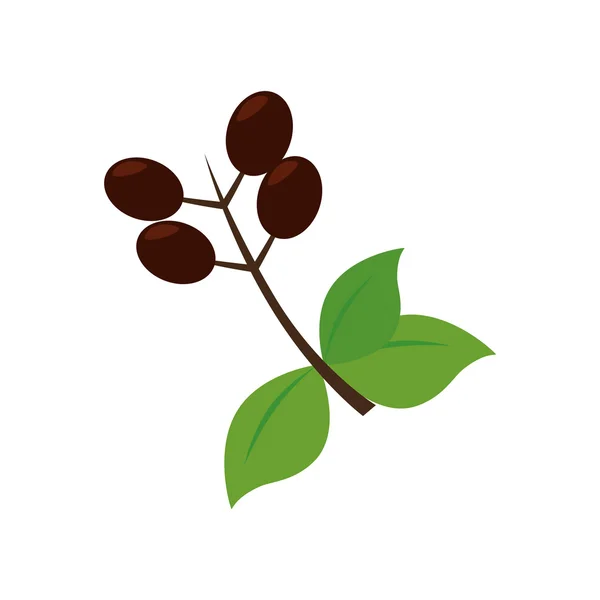 Leaf coffee beans cafe icon vector graphic — Stock Vector