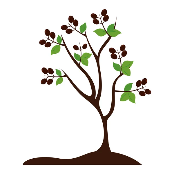 Planta árbol grano café agricultura icono vector gráfico — Vector de stock