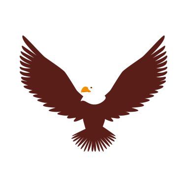 Şahin hayvan kuş Amerika