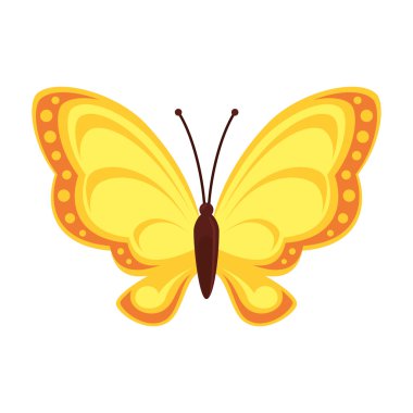 Kelebek hayvan böcek kanat