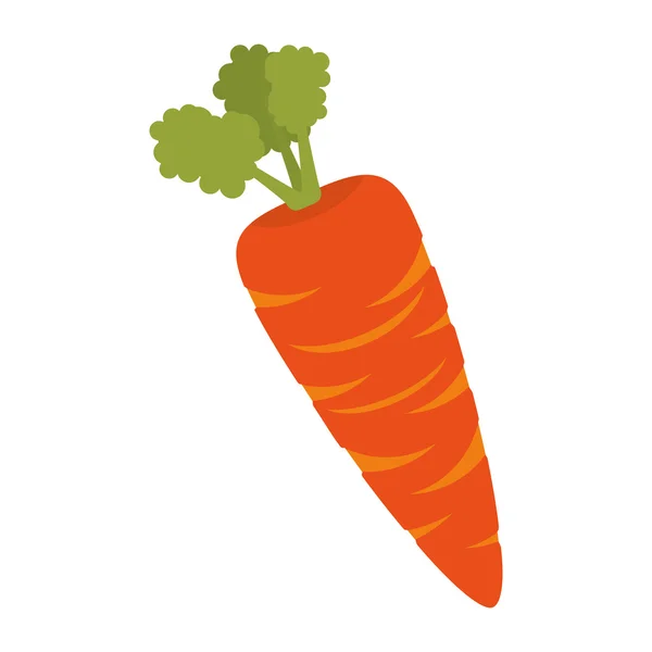 Orange fresh carrot vegetable — Stock Vector