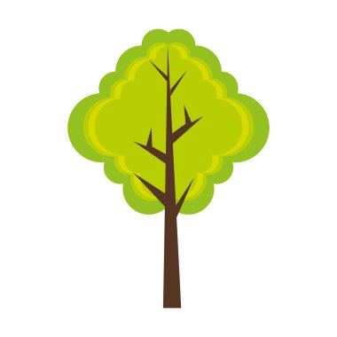 uzun boylu ağaç bitki