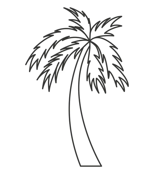 Albero palma isolato icona — Vettoriale Stock