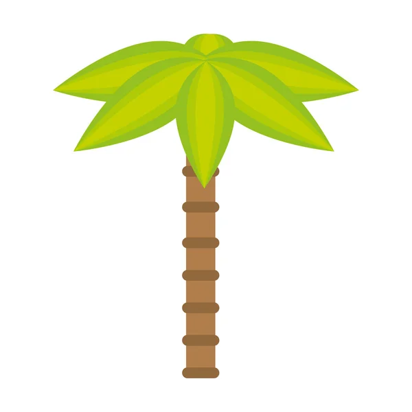 Palma pianta naturale — Vettoriale Stock