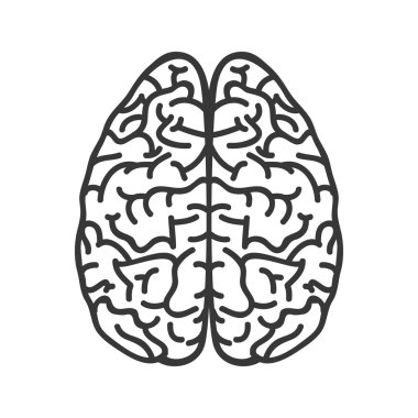 İnsan beyin organı