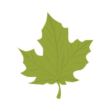 yaprak bitki doğal sac