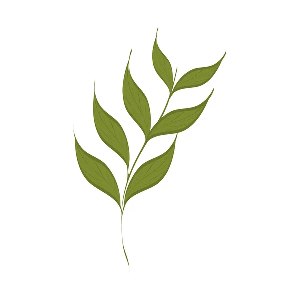 Zelené listy rostlin — Stockový vektor