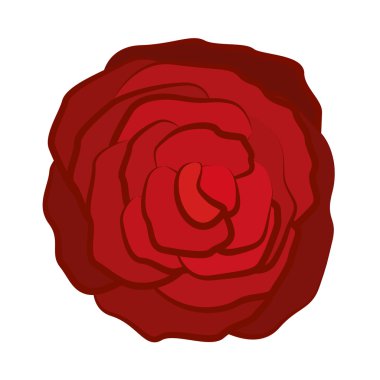 güzel gül kırmızı