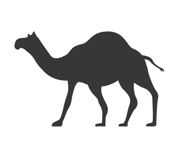 Silhueta de camelo ícone isolado — Vetor de Stock