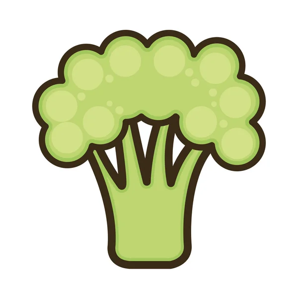 Vegetal de brócoli verde — Vector de stock