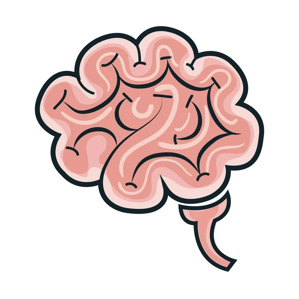 Human brain organ — Stock Vector