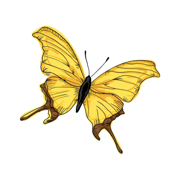 Papillon aux ailes colorées — Image vectorielle