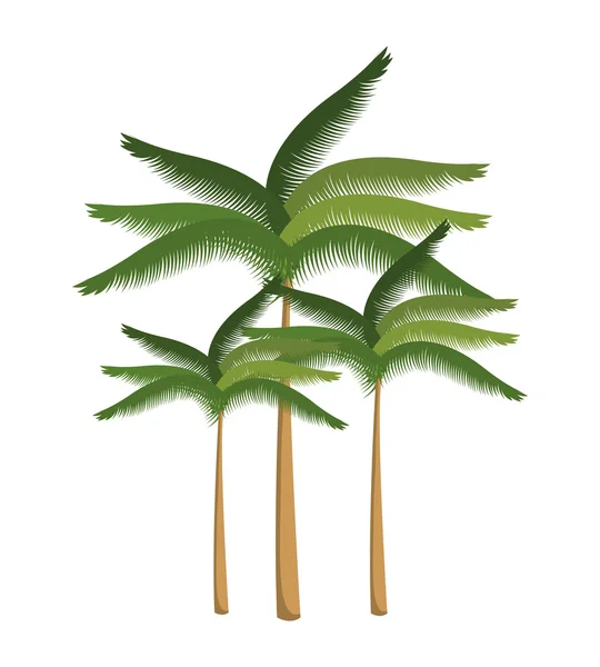 Izole palmiye ağacı plaj tasarım — Stok Vektör