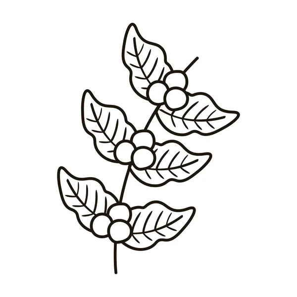 Coffee plant grains and leafs nature line style icon — Stock Vector