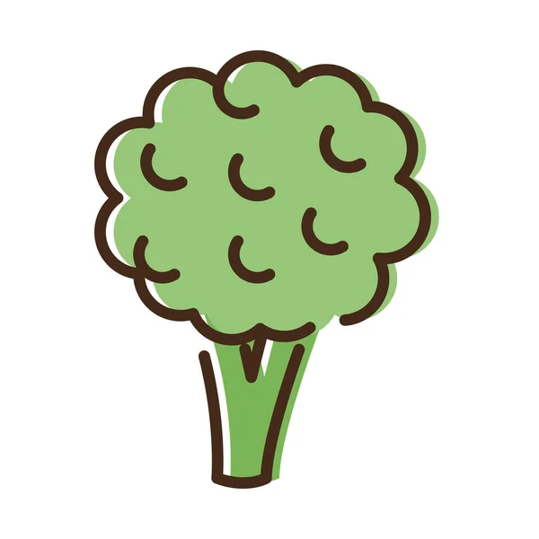 Brócolis linha vegetal fresca e ícone de estilo de preenchimento — Vetor de Stock