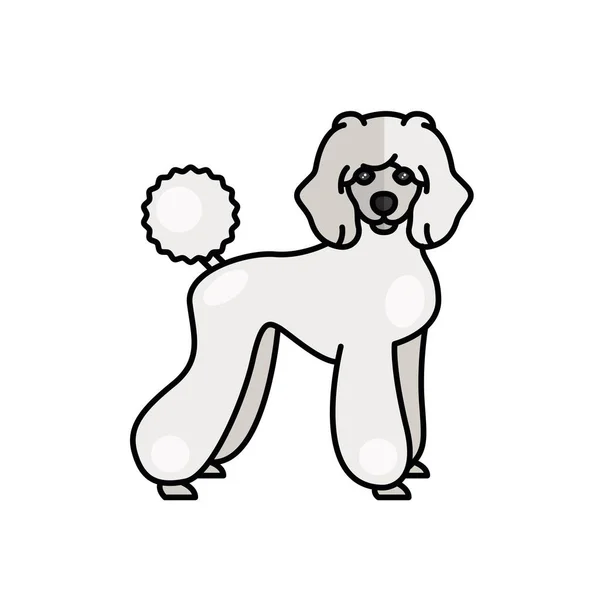 Poodle σκυλί κατοικίδιο ζώο μασκότ χαρακτήρα φυλή — Διανυσματικό Αρχείο