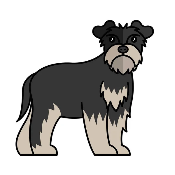 Schnauzer hund husdjur maskot ras karaktär — Stock vektor