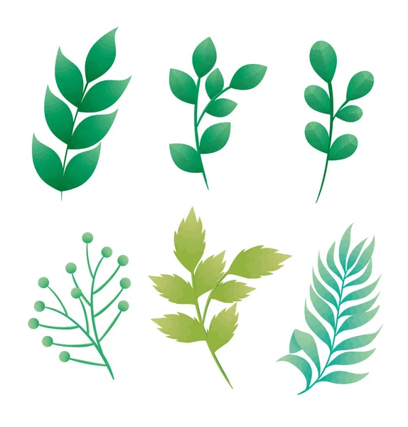 Bundle of branches with leafs icons — Stock Vector