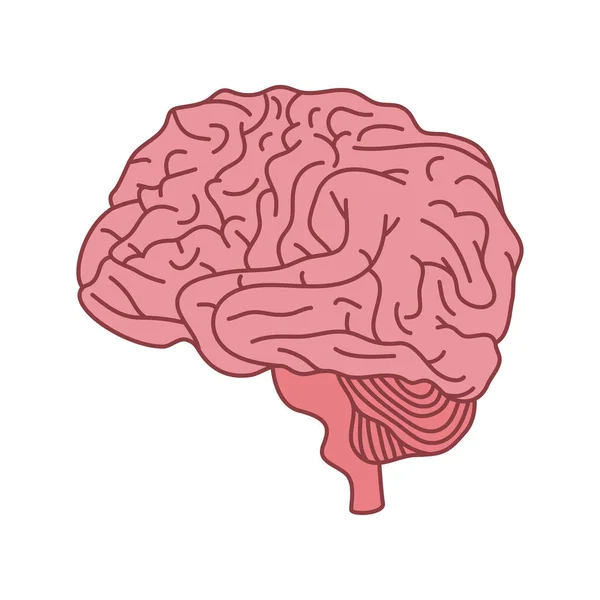 Mental health brain organ icon — Stock Vector