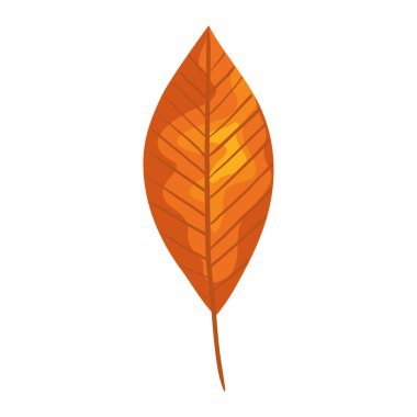 Sonbahar mevsimi portakal yaprağı bitki doğası