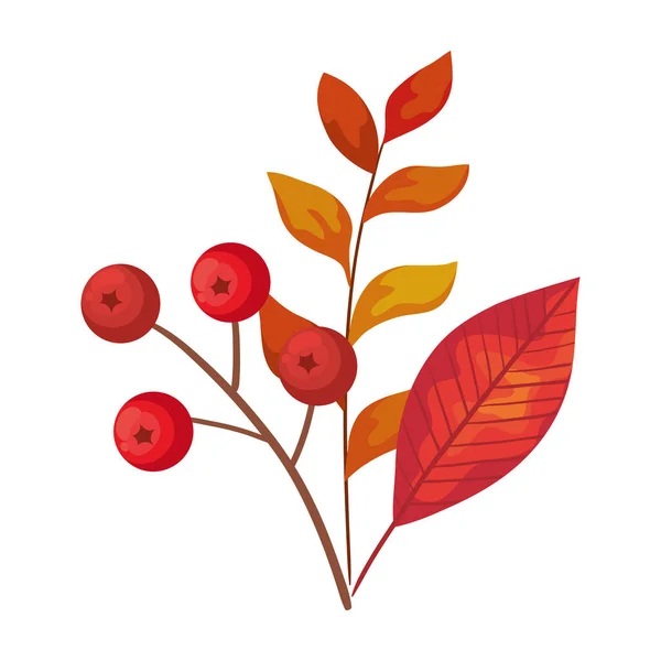 Őszi évszak ágak levelekkel és magokkal természet dekoráció — Stock Vector