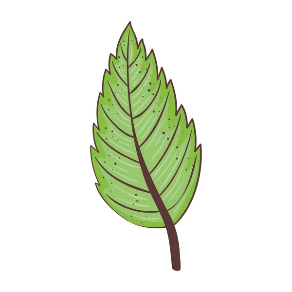 生态叶子植物自然隔离图标 — 图库矢量图片