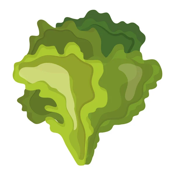 Laitue de légumes frais icône de la nourriture saine — Image vectorielle