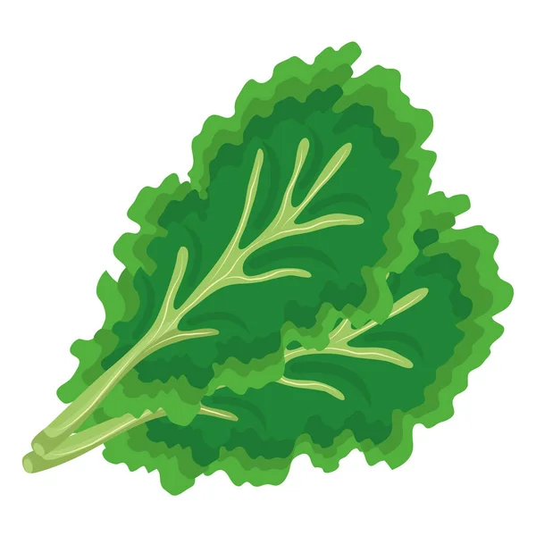Cilantro vegetal fresco icono de la comida saludable — Vector de stock