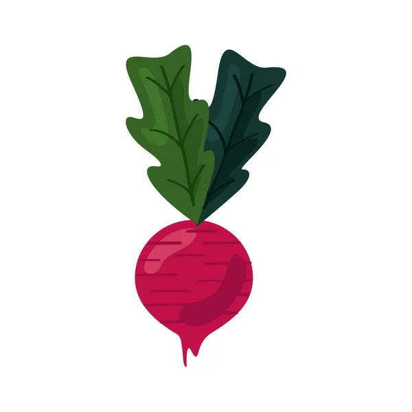 Fresh beet vegetable healthy food icon — 图库矢量图片