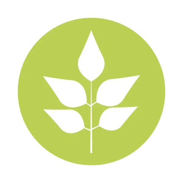 Pinnate blad växt siluett stil ikon — Stock vektor