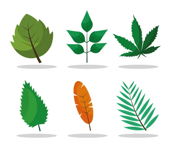 Paquet de six plantes à feuilles et des icônes de style plat lettrage — Image vectorielle