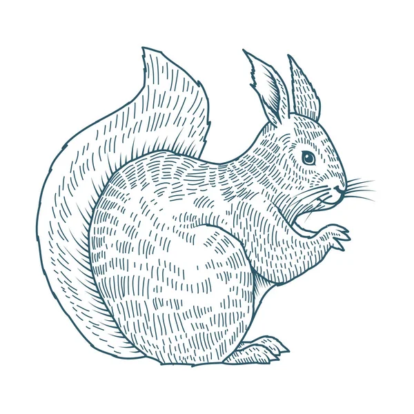 Wiewiórka realistyczny charakter rysowane ikona stylu — Wektor stockowy