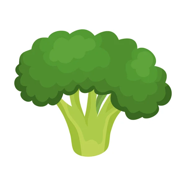 Брокколи овощи икона здоровой пищи — стоковый вектор