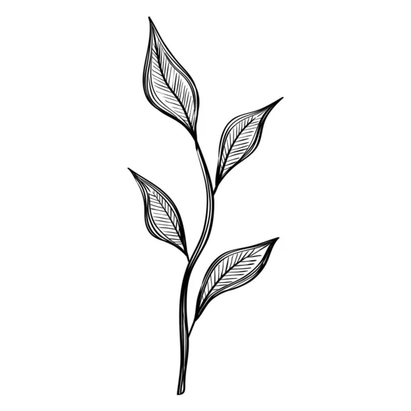 Folhas plantas natureza ecologia desenhado isolado — Vetor de Stock