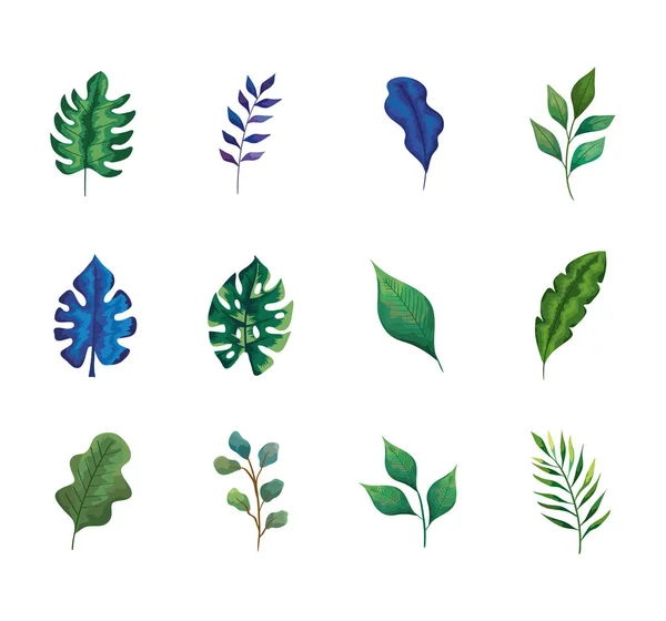 Bundle of twelve leafs and branches set icons — Stock Vector