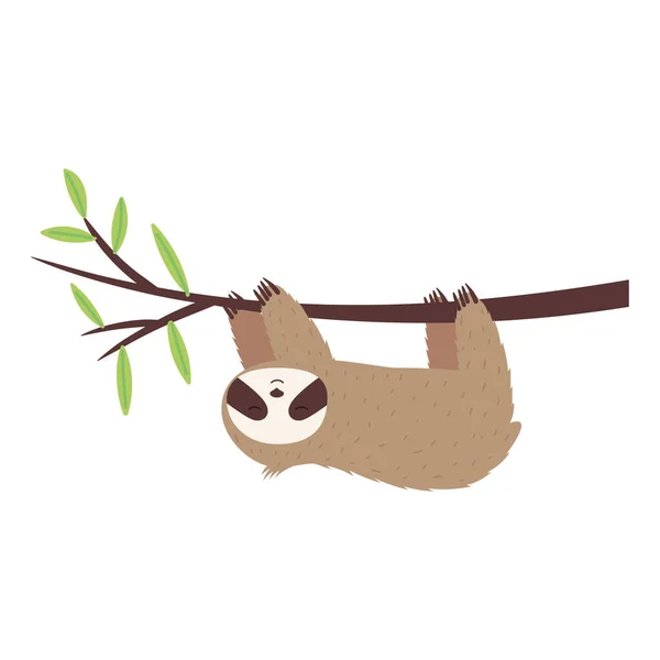 Коала австралийское животное висит на ветке дерева дикий характер — стоковый вектор