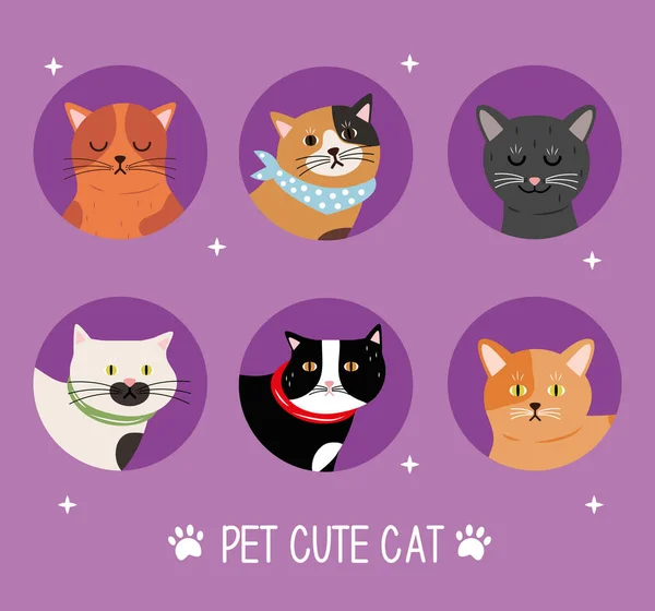 Paquet de six chats couleurs différentes animaux domestiques et lettrage — Image vectorielle