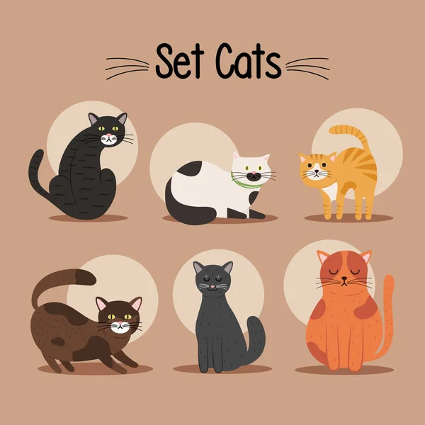 Fascio di sei gatti diversi colori mascotte e lettering — Vettoriale Stock