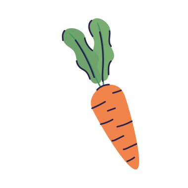 Havuç taze sebze izole edilmiş ikon