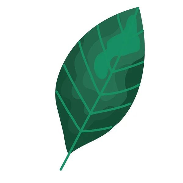 Blatt Pflanze Laub isoliert Symbol — Stockvektor