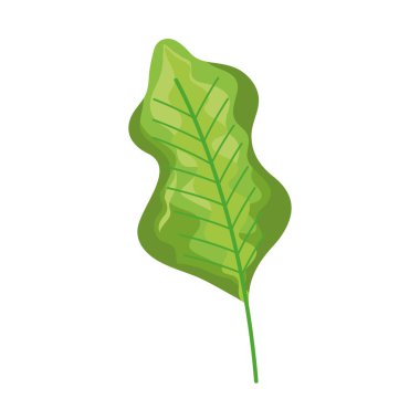 ekoloji yaprağı bitkisi