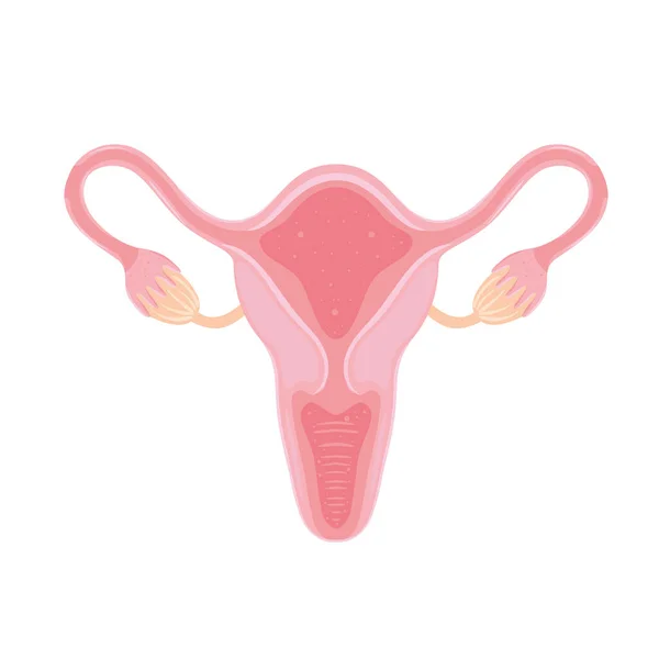 Жіночий репродуктивний орган — стоковий вектор