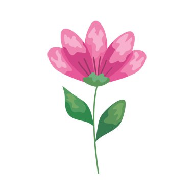 Sprink pembe çiçeği