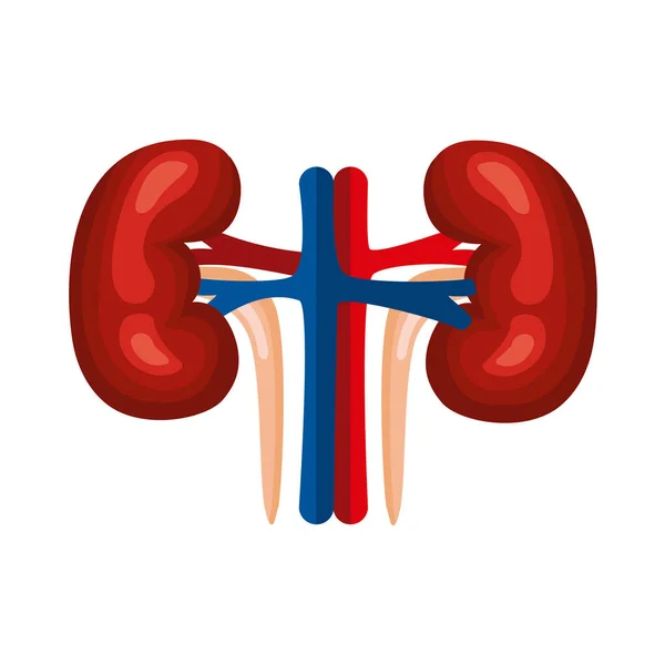 Nieren orgaan menselijk — Stockvector