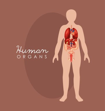 vücut şekli ve organlar