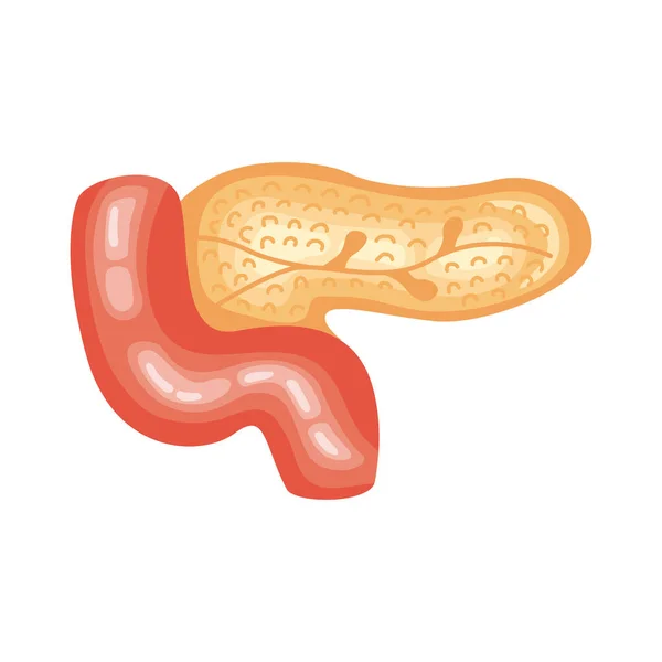 Miltorgaan humaan — Stockvector