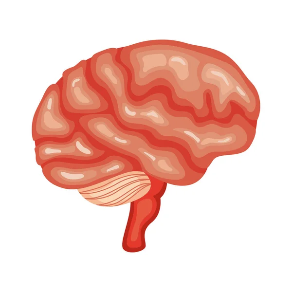 Organo cerebrale umano — Vettoriale Stock